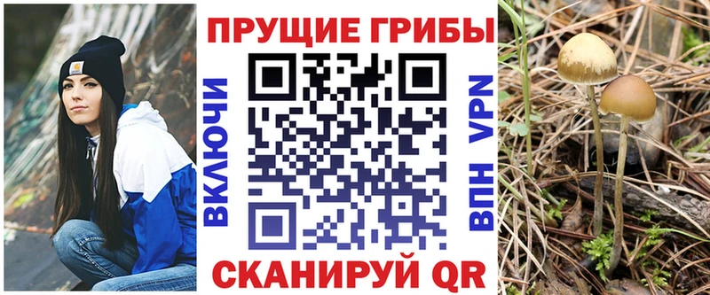 Галлюциногенные грибы Psilocybe  где найти наркотики  Ростов 
